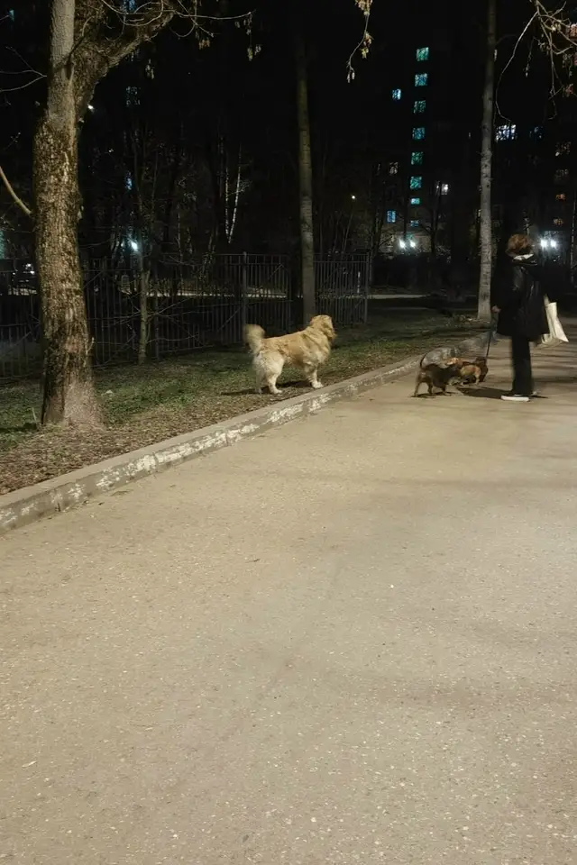 Найдена собака в Волковыске — Королев.