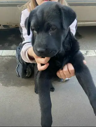 Найдена собака в Волковыске — фото объявления
