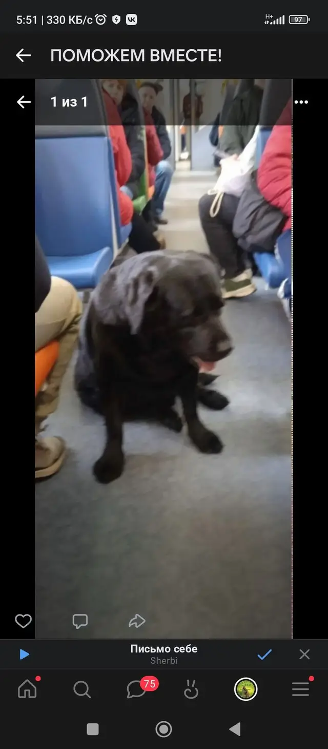 Найдена собака в Волковыске — потеряшки_собаки_пв