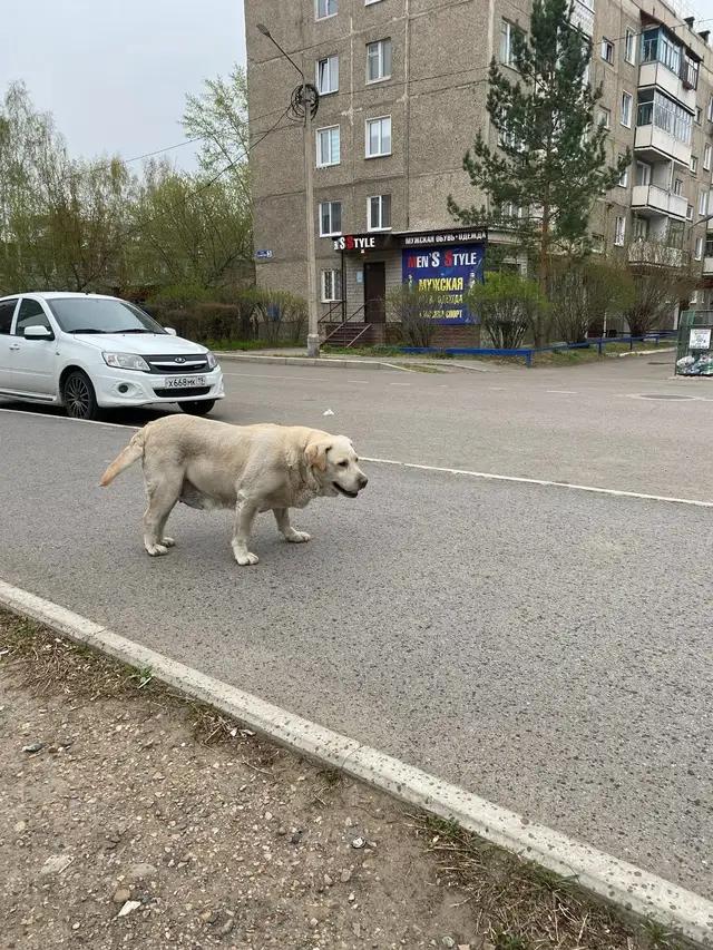 Пропала собака в Волковыске — Абакан. Хакасия.