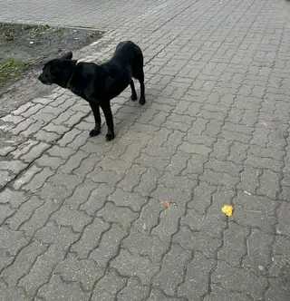 Найдена собака в Калинковичах — Белица. Замечена собака, возможно потеряшка . Очень худая, ребра торчат, текут слюни, в ошейнике.