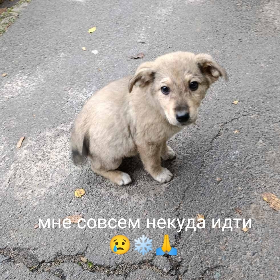 Найдена собака в Калинковичах — Гомель 🆘🆘🆘 Помогаю информационно.
