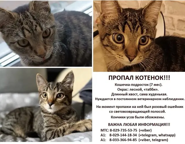 Пропала кошка в Калинковичах — Добрый день! Просим помощи в распространении информации!