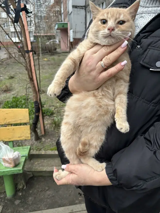 Найдена кошка в Калинковичах — Кто потерял?