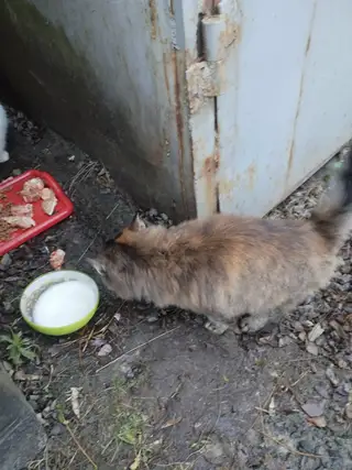 Пропала кошка в Калинковичах — ВНИМАНИЕ! ИЩЕМ КОШЕК!