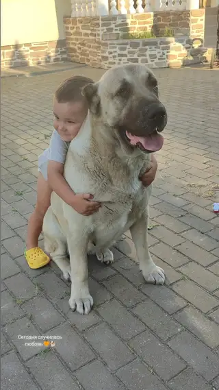 Найдена собака в Калинковичах — фото объявления