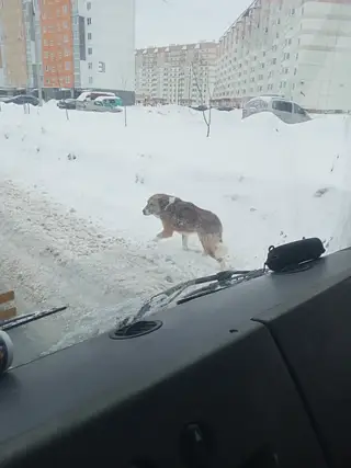 Найдена собака в Калинковичах — ЗАМЕЧЕНА СОБАКА!