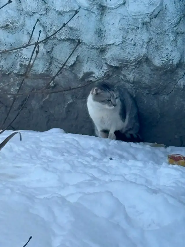 Пропала кошка в Калинковичах — Красивый котик/кошечка, очень ухоженный, как будто бы домашний,постоянно мяукает. Может быть…
