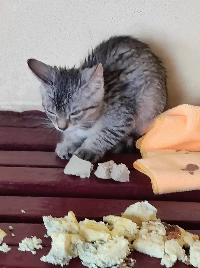 Пропала кошка в Калинковичах — ПОГИБАЕТ КОТЕНОК!