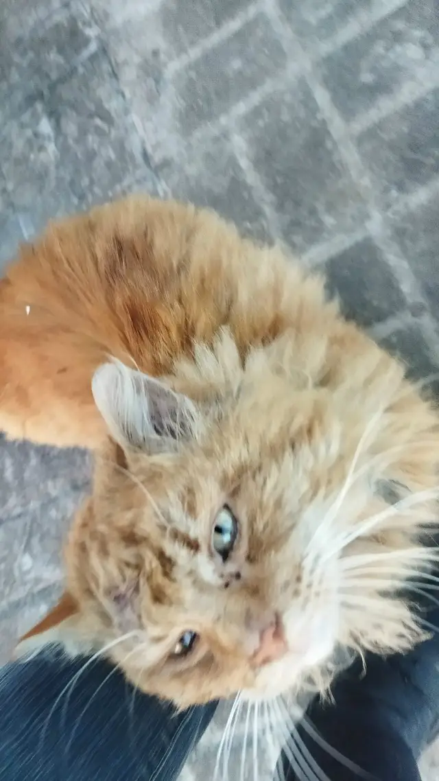 Найдена кошка в Калинковичах — Кот с Каменщикова, который около года приходит на остановку, сегодня был замечен в очень…