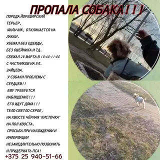 Пропала собака в Калинковичах — фото объявления