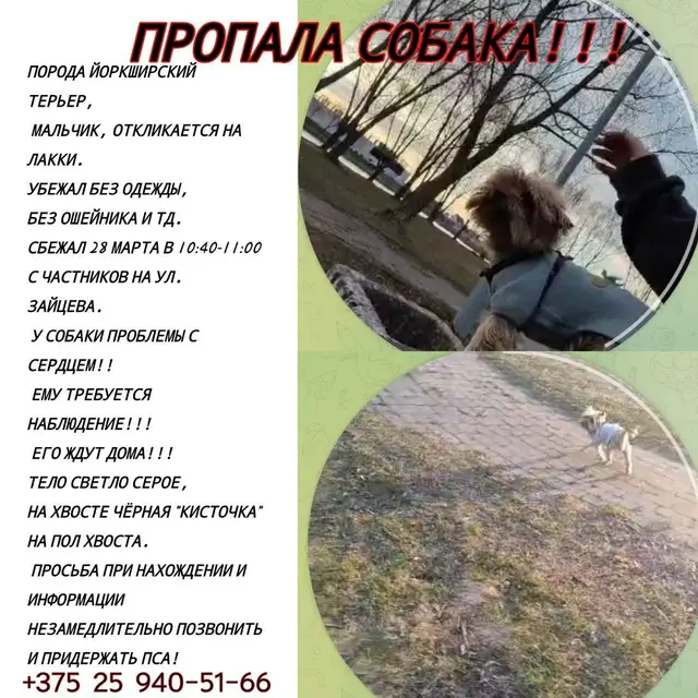 Пропала собака в Калинковичах — фото объявления