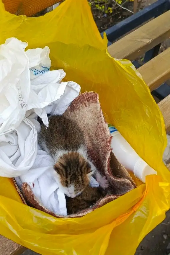 Найдена кошка в Калинковичах — Очень прошу помощи Передержкой для котят!
