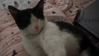 Найдена кошка в Калинковичах — Девочка-подросток подобрала котенка, родители оставить не разрешают, котенок девочка, ласковая…