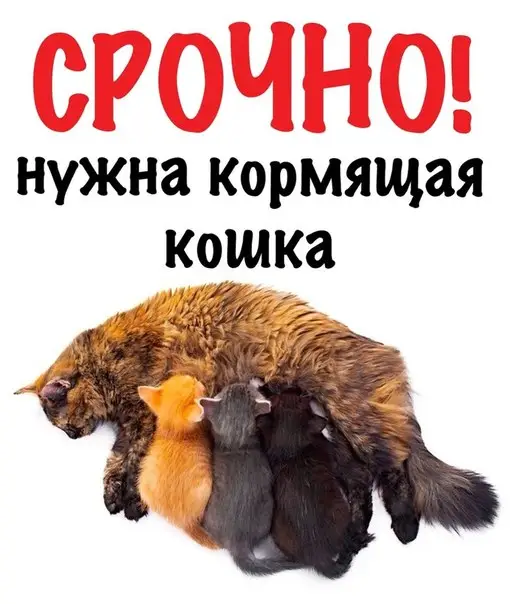 Пропала кошка в Калинковичах — СПАСИТЕ МАЛЫШЕЙ‼️