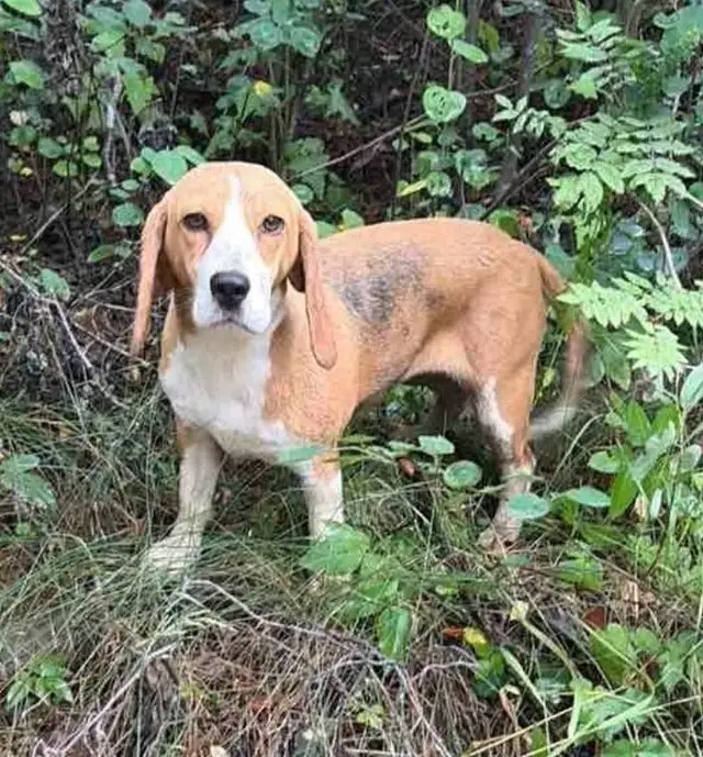 Найденная собака в Смолевичах: https://m.vk.com/id59111121 Найдена собака в Смолевичах — https://m.vk.com/id59111121