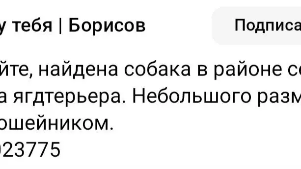 Найдена собака в Борисове — Беларусь, Борисов!!! Найдена собака в районе Северного, похожа на ягдтерьера. Небольшого размера…
