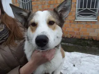 Найдена собака в Пинске — РЫЖИК ИЩЕТ ДОМ! Молодой кобель (1,5 года), метис лайки ищет дом. Был найден с неправильно сросшимся…