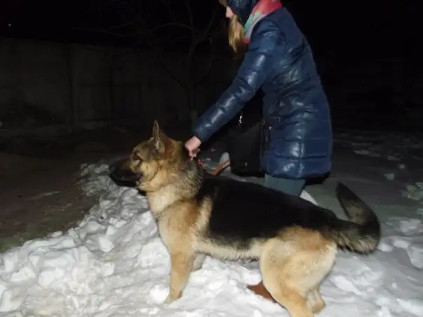 Найденная собака в Пинске: СБЕЖАЛА ОВЧАРКА! Кобель, которого взяли на передержку. И что хуже всего, нашелся его прежний хозяин, который… Найдена собака в Пинске — СБЕЖАЛА ОВЧАРКА! Кобель, которого взяли на передержку. И что хуже всего, нашелся его прежний хозяин…