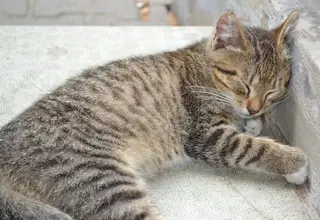 Пропала кошка в Пинске — Кошка Марта номинально имеет хозяев. Но на кормёжку исправно приходит 2-3 раза в день туда, где имеется…