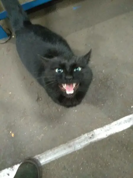 Найдена кошка в Пинске — коты_кошки_в_дар