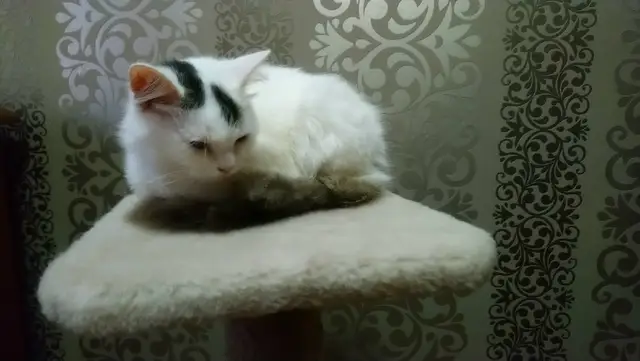Найдена кошка в Пинске — СРОЧНО!!! Красивый котенок (мальчик) ищет новый дом. Возраст 5-6 месяцев. Безумно ласковый, спокойный и…