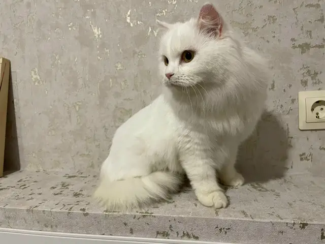 Найдена кошка в Пинске — Здравствуйте, найден котик на ясельдовской 14