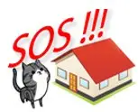 Пропала кошка в Осиповичах — SOS !!!!!! Их жизни в ваших руках!!!