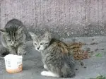 Пропала кошка в Осиповичах — SOS !!!!!! Их жизнь зависит от вас !!!