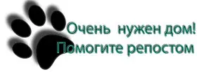 Пропала кошка в Осиповичах — SOS !!!!!! Срочно нужна передержка!!!