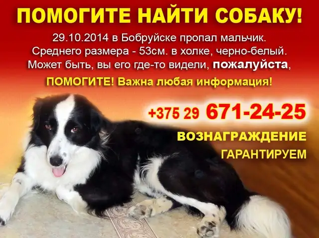 Пропала собака в Осиповичах — Пожалуйста, помогите!!! Прошу помочь распространить информацию и найти собаку! Пёсик потерялся в…