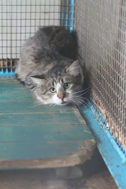 Пропала кошка в Осиповичах — SOS! Кота, который ждал хозяина на чердачной лестнице, СДАЛИ на ГУРСКОГО (пункт временного…