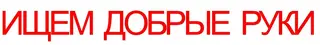 Найдена собака в Осиповичах — БРЕСТ ! Найдена китайская хохлатая собачка, без чипа и без клейма. Ищем добдрые руки ! МТС 225-19-62