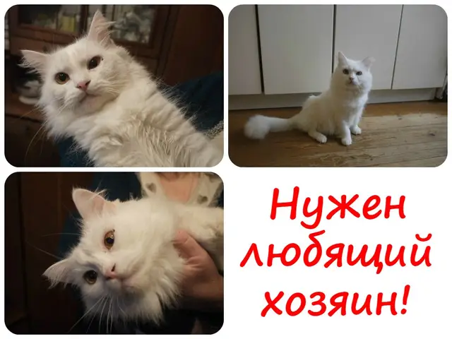 Найдена кошка в Осиповичах — Помогите репостом! Белоснежной красавице из стихийного приюта очень нужен дом! Можно сделать отсюда…