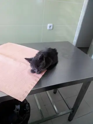 Найдена кошка в Осиповичах — Минск! Нужна передержка котенку!