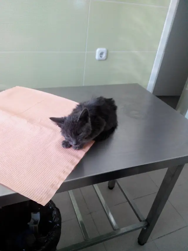 Найдена кошка в Осиповичах — Минск! Нужна передержка котенку!