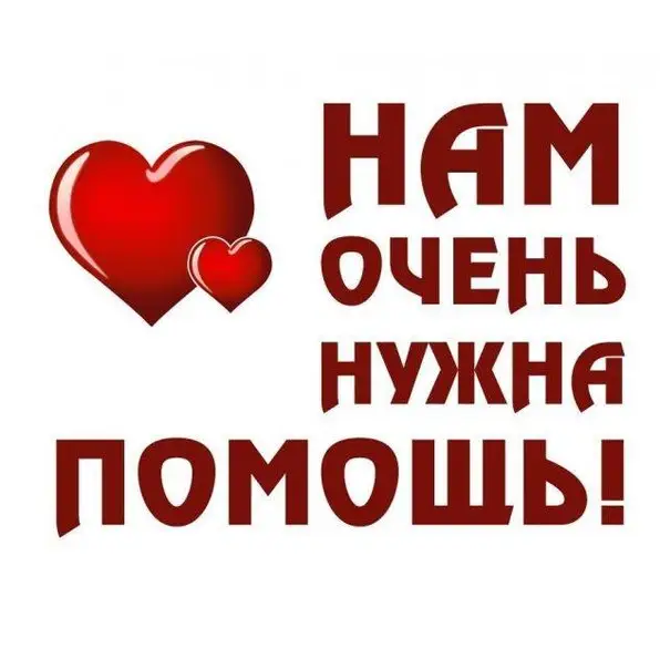 Найдена кошка в Осиповичах — г.Осиповичи 🐕 🐈 🐾