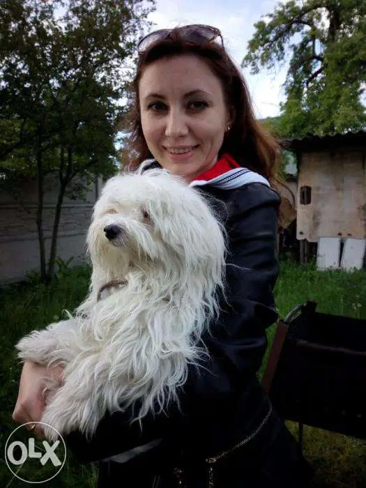Найдена собака в Осиповичах — в 23:10, на въезде в д.Лавриновичи (Барановичский р-н) не установленный автомобиль подобрал…