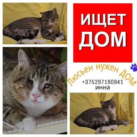 Найдена кошка в Осиповичах — Минск! Витебск! Другие города! Срочно! Молоденькая кошка, потерявшая зрение, ищет теплый дом!