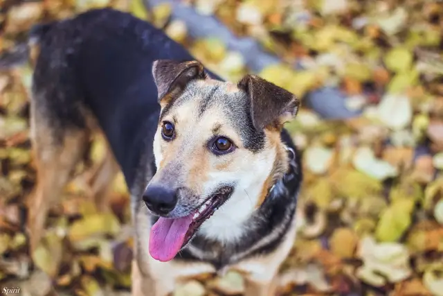 Найдена собака в Осиповичах — Уникальный пёс ищет Хозяина! 🐶 💖