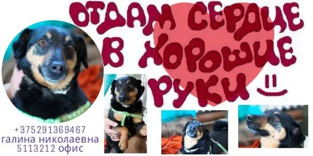 Найдена собака в Осиповичах — Минск! Минская область! СОС! Небольшой собачке Чапе срочно необходимапомощь!