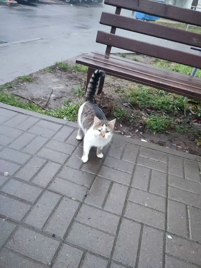 Найдена кошка в Осиповичах — Минск. Серебрянка .