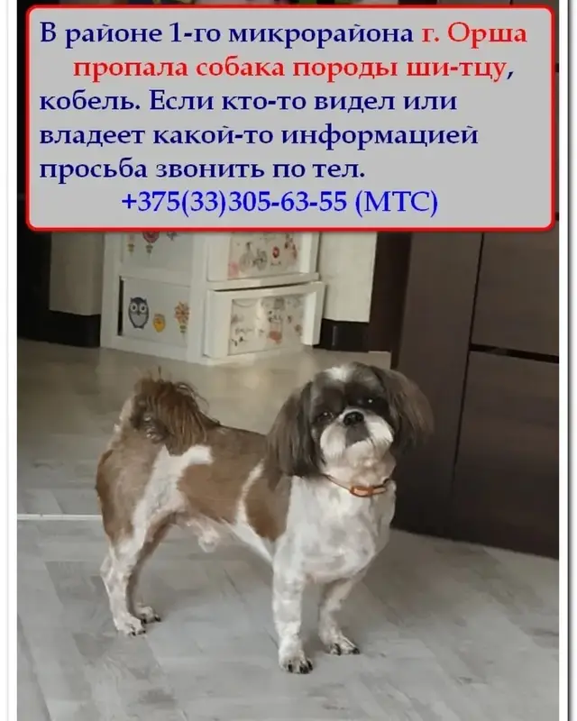 Найдена собака в Орше — Помогите пожалуйста найти собаку породы ши-тцу,потерялся в 1 микрорайоне 3 мая.Если кто то видел или…