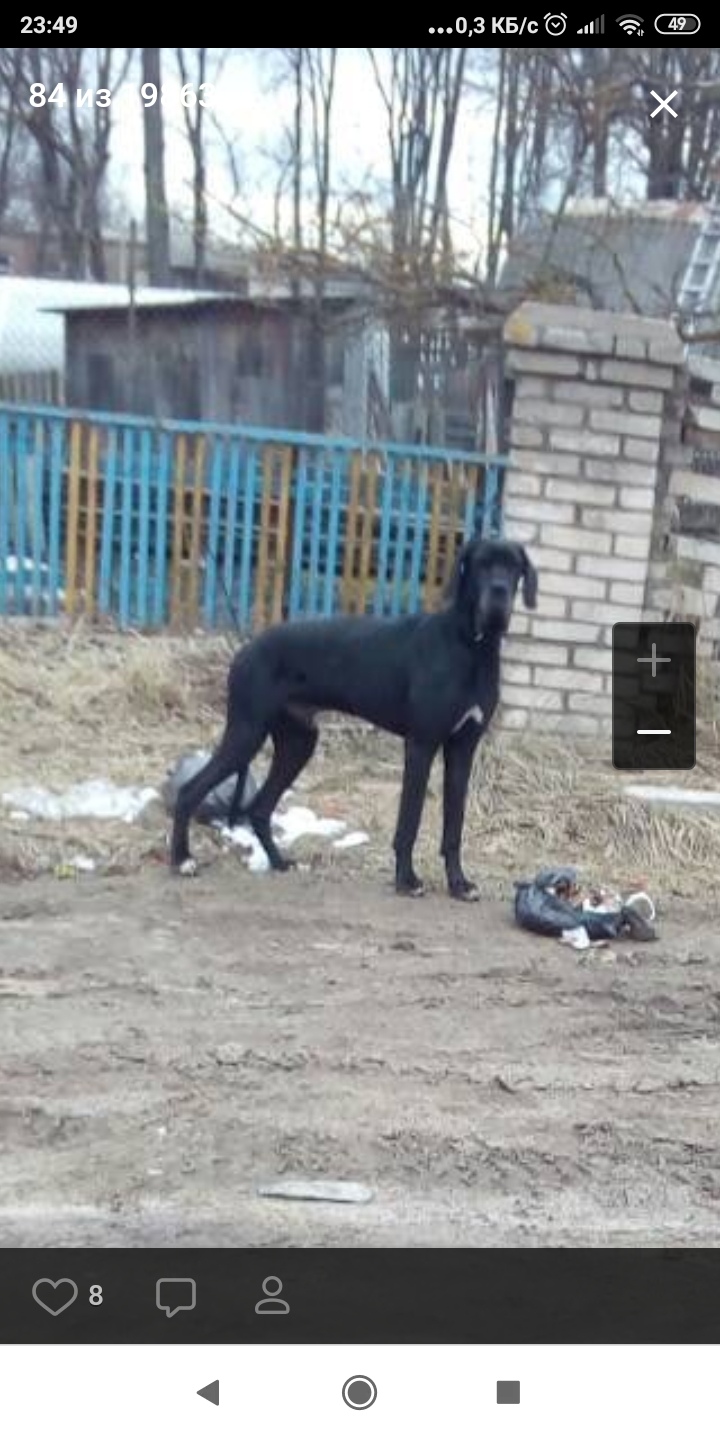 Найдена собака в Орше — Дубровно!!!!! Ребята, девушки!!!