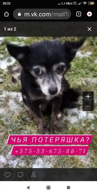 Найдена собака в Орше — Орша!!!!!! Ищем хозяев новых или старых!!!!!!