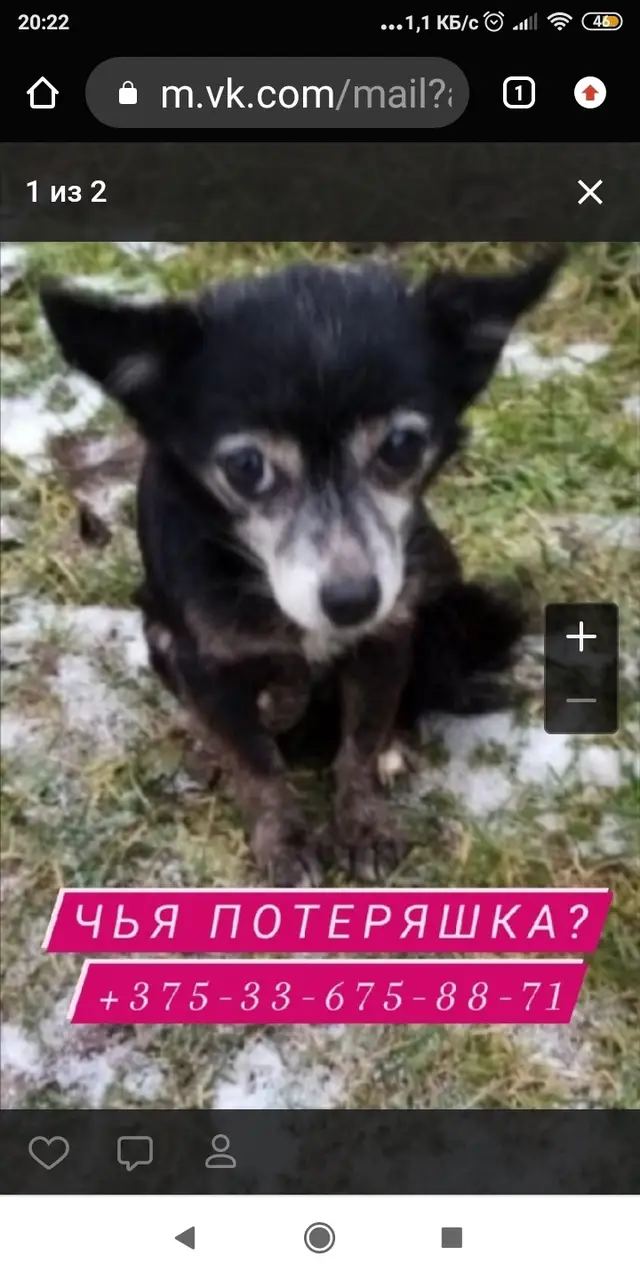 Найдена собака в Орше — Орша!!!!!! Ищем хозяев новых или старых!!!!!!