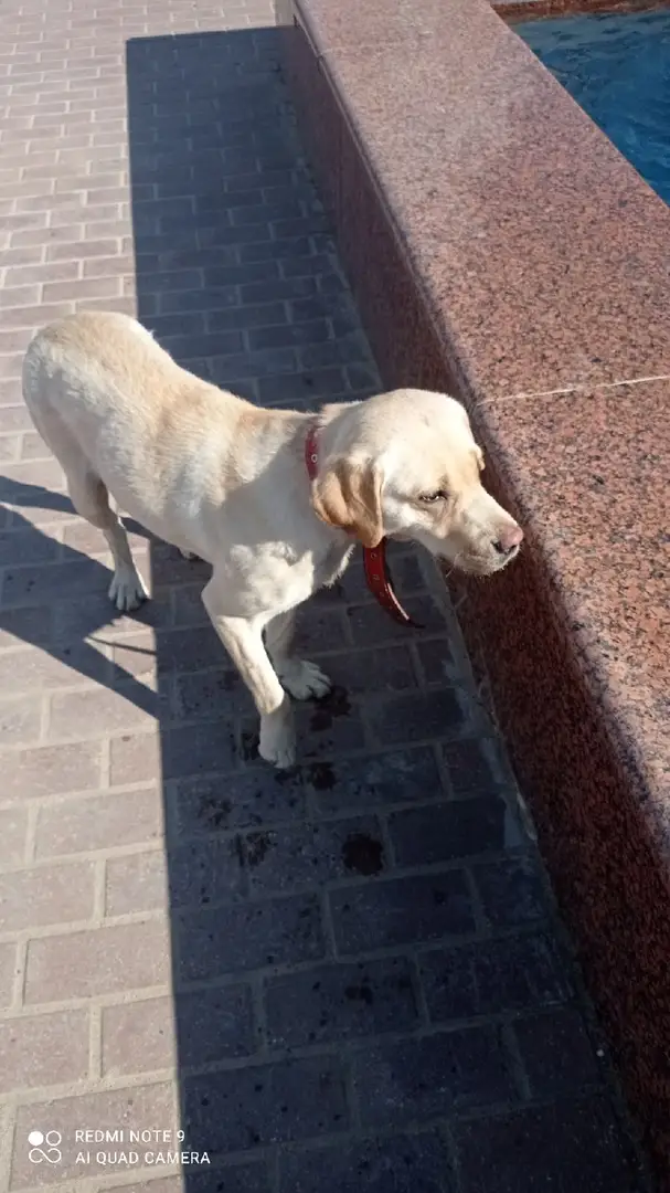 Найдена собака в Орше — Орша!!!!! Помогаю информационно)))))