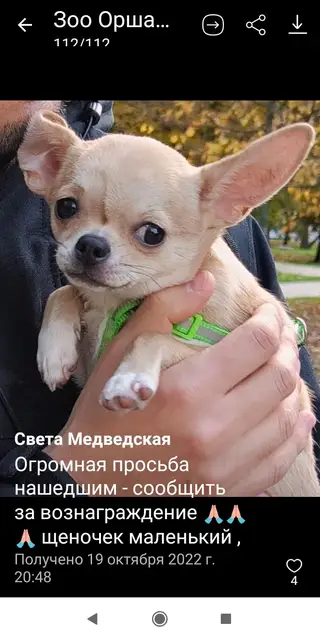 Пропала собака в Орше — Орша!!!! SOS!!!!!
