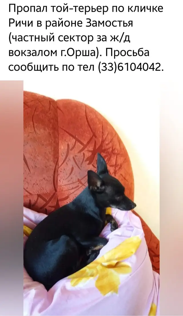Пропала собака в Орше — Публикую повторно, пропал собака два месяца назад.