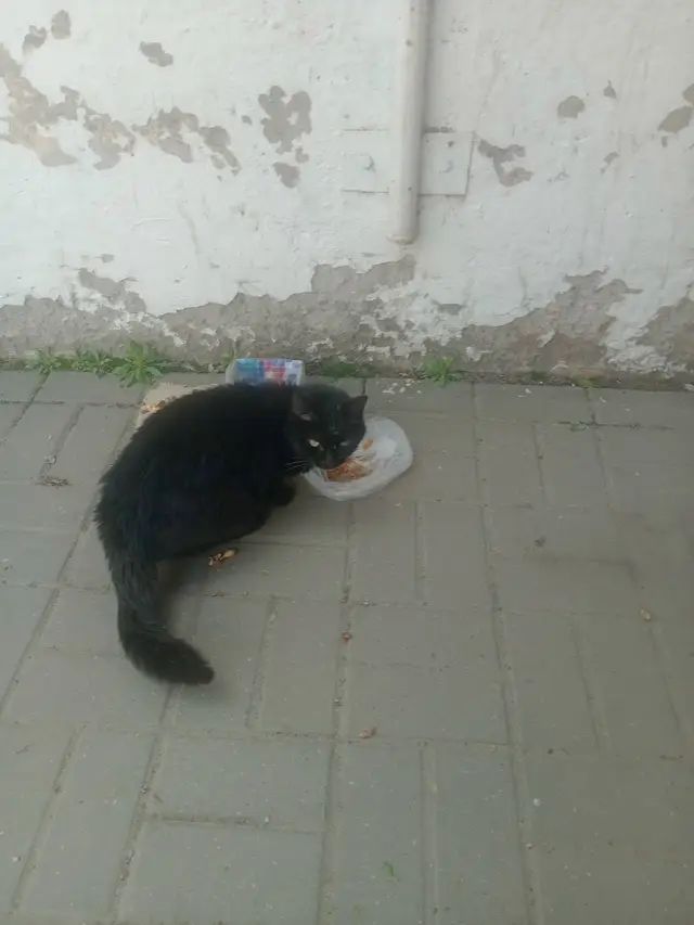 Пропала кошка в Орше — На рынке "Восточный" (район ж/д вокзала, г.Орша, ул.Дзержинского) 6 мая 2025 г. появился вот такой котик…